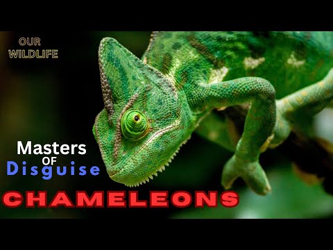 Chameleon: Masters of Disguise - OUR WILDLIFE