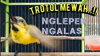 Download lagu SOGON TROTOL NGLEPER PASTIKAN SOGON LAIN IKUT GACOR    #sogongacor #sogonngleper #sogokontongngleper mp3
