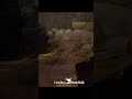 Wolf Captured In Daniel, Wyoming