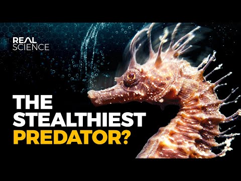 海馬的瘋狂生物學海馬 (The Insane Biology of: The Seahorse)