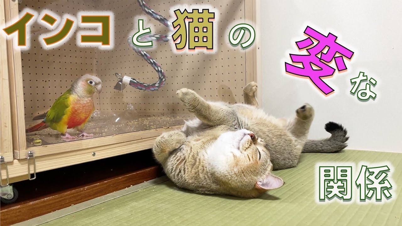 インコを前にしてもグータラな猫と、猫をもろともしないインコ
