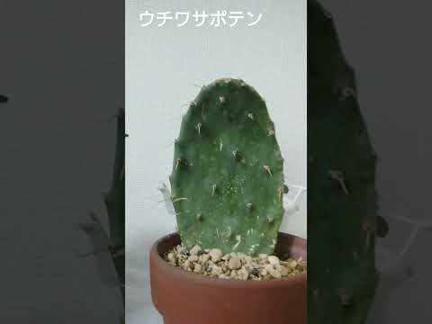 園芸 幾何学的なテフロカクタス、幾何学的なウチワサボテン