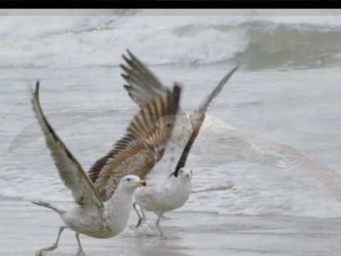 Para Onde Vão As Aves - Altos Louvores