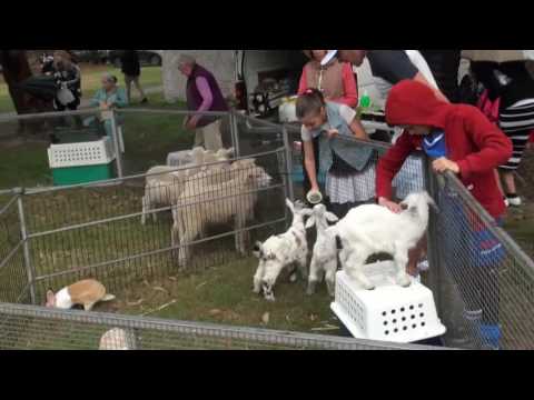 The Great Lag Baomer Parade Sydney Australia 5777 2017