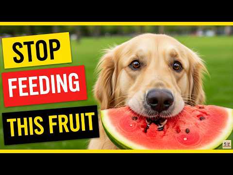 10 Superfruits That Can Add Years to Your Dog’s Life – And One That Could Kill Them