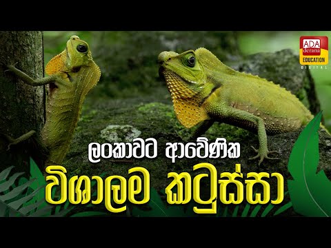ලංකාවට ආවේණික විශාලම කටුස්සා-The largest lizard endemic to Sri Lanka