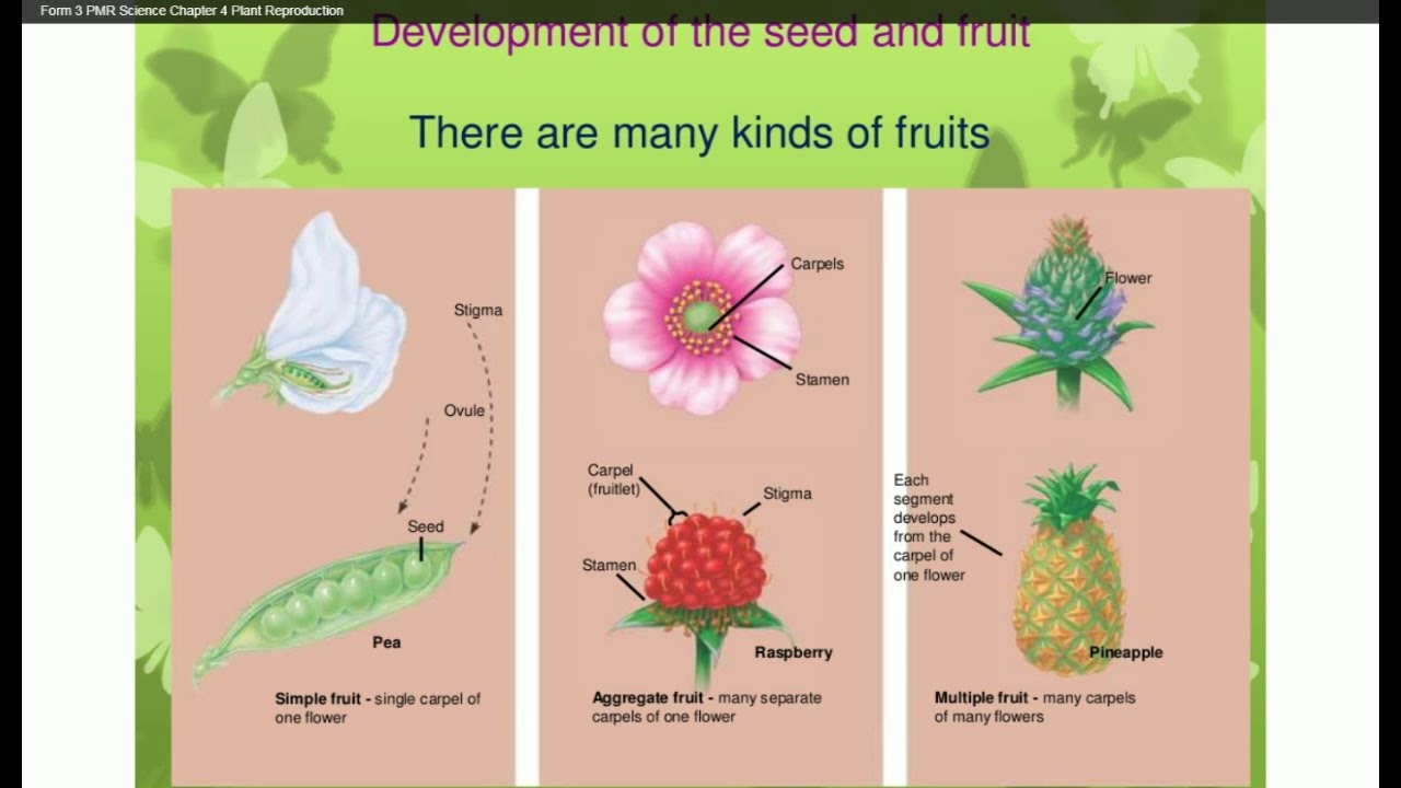 12th Biology Chapter No 8  Reproduction in Plant  pdf notes