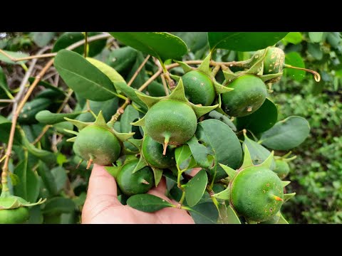 Fruit Foraging Melakka Gateway Sand Bar - Mangrove Apple, Puzzlenut and Big Otter