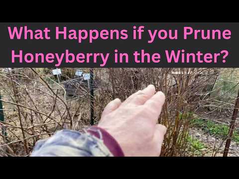 Dormant Season Pruning for Haskap Berries