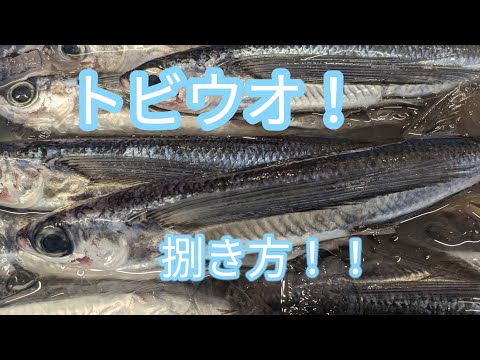 トビウオ ~種類と特徴~