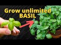 HOW TO Grow BASIL at Home from Store-bought (2 EASY Methods)