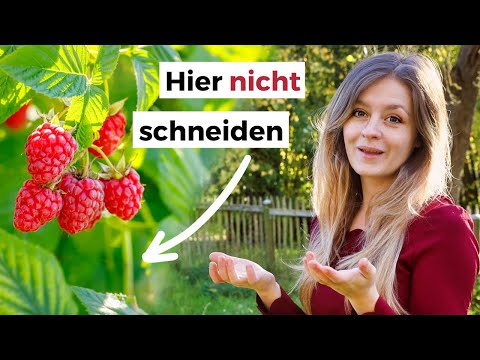 Blitzanleitung Himbeeren schneiden: Sommer- und Herbsthimbeeren
