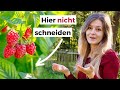 Blitzanleitung Himbeeren Schneiden Sommer Und Herbsthimbeeren