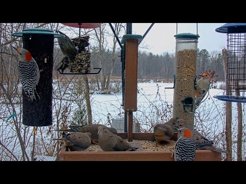 Three Red-bellied Woodpeckers Corral Mourning Doves At The Cornell Feeders | Dec. 10, 2025