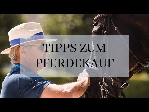 Tipps zum Pferdekauf: Von monatlichen Kosten bis hin zum TÜV