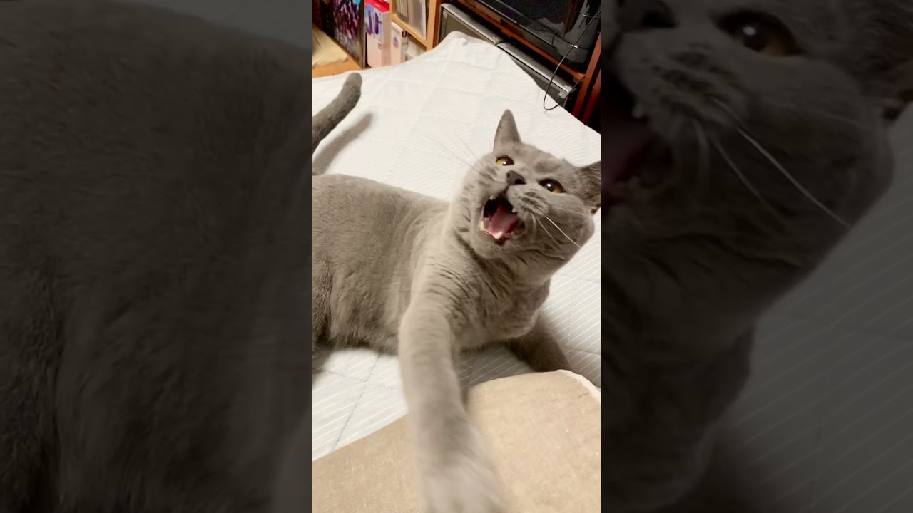 【iPhone動画】猫のωは最高だ！