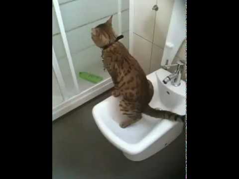 pourquoi mon chat urine dans la maison