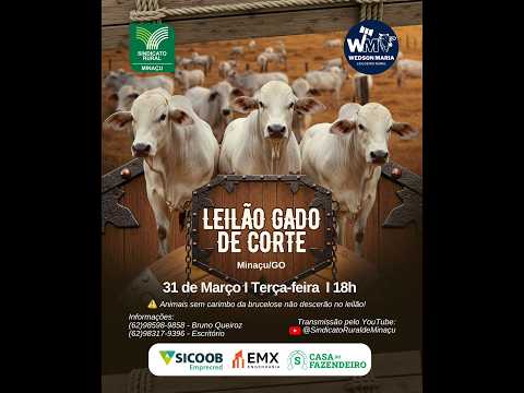 LEILÃO GADO DE CORTE - SINDICATO RURAL DE MINAÇU GO - 31/03/2026