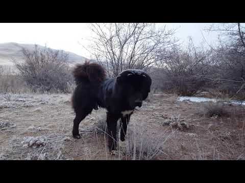 short Clips - Hund in der Nacht