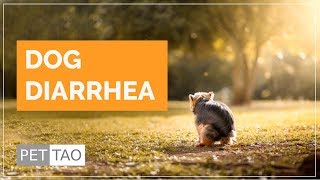 What to Do When Your Dog Has Diarrhea - PET | TAO Holistic Pet Products