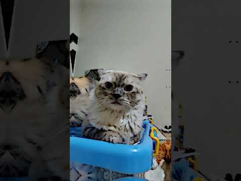 Jj coki #coki #cat #memes #shorts