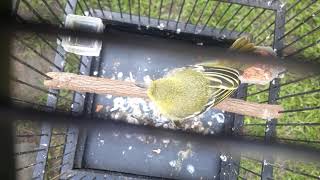 Download lagu BURUNG SIRTU/CIPOW/SIRTU MUDA USIA 3 MINGGU BELAJAR BUNYI mp3 Download lagu BURUNG SIRTU/CIPOW/SIRTU MUDA USIA 3 MINGGU BELAJAR BUNYI mp3