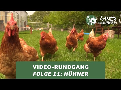 Land der Tiere-Video-Rundgang – Folge 11: Bei den Hühnern 🐔💚