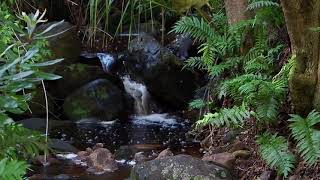 Download lagu Suara Air Mengalir Dan Jangkrik Di Alam Liar mp3 Download lagu Suara Air Mengalir Dan Jangkrik Di Alam Liar mp3