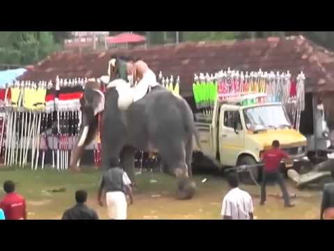 Killer elephant goes berserk, trampling Indians at Kerala festival