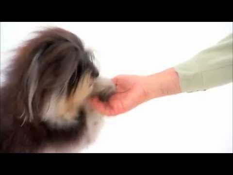Dog Breeds - Havanese. Dogs 101 Animal Planet
