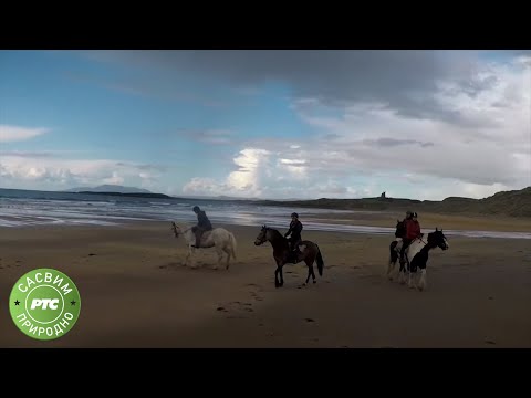 Sasvim prirodno: Zelene boje Irske, treći deo (Jovan Memedović)