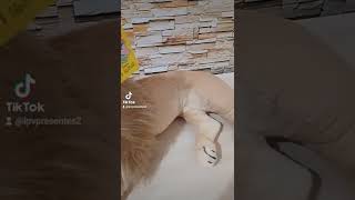 Leão Realista Deitado 70cm - Pelúcia Enfeite