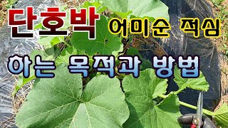 [텃밭농부. 1,069]  단호박 어미순을 자르는 목적과 방법 #단호박재배
