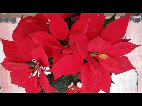 Poinsettia Plant Repotting- Replant Poinsettias (Euphorbia Pulcherrima)