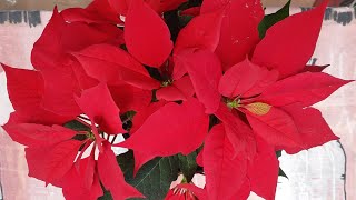 Poinsettia Plant Repotting- Replant Poinsettias (Euphorbia Pulcherrima)