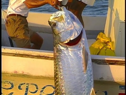 コスタリカでターポン（オバケイワシ）釣り　田辺哲男