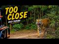 7 Wild Tigers In 3 Safaris Every Single Sighting At Tadoba