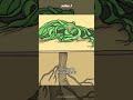 "Two Leaves that Cannot Die" / Welwitschia mirabilis