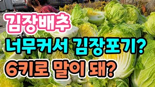 김장배추 수확해요 배추가 너무커서 김장 힘들거같아요.배추 자르는 방법