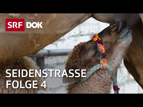 Unterwegs entlang der Seidenstrasse | Von Aktau in Kasachstan nach Beynew (4/7) | Doku | SRF Dok