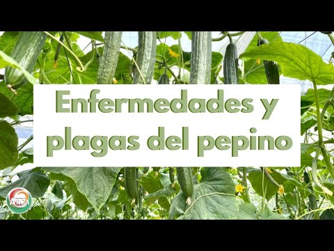 , title : 'ENFERMEDADES Y PLAGAS PRINCIPALES EN EL CULTIVO DE PEPINO || ARCA TIPS || ARCA BLOGS'