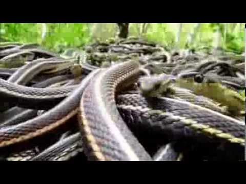 NatureNorth com's Snakes Alive Video