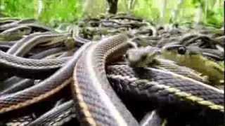 NatureNorth com's Snakes Alive Video