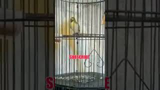 Download lagu PLECI MONTY nembak panjang mp3