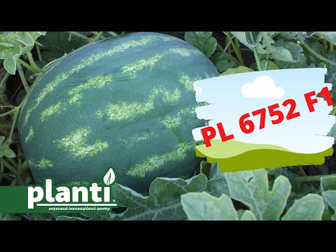 Розрізаємо кавун PL 6752 F1. Який він всередині?