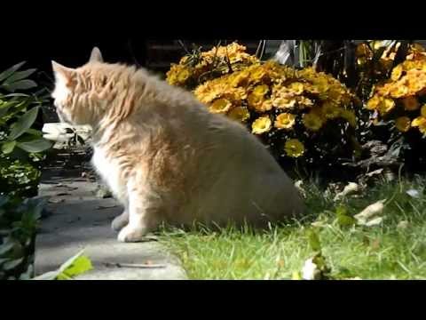 Cat Anxiety Disorder and what causes it
