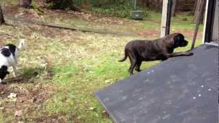 A doggie door for an English Mastiff A doggie door for an English Mastiff