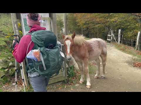 Camino 2022 - Camino Frances October to November