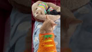 空き待ちする猫がかわいいw