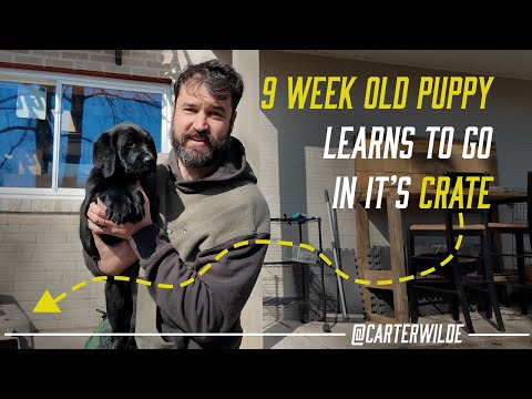 Crate Training a 9 Week Old Golden x Lab Puppy